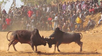 माघे सङ्क्रान्ति गोरु जुधाइ महोत्सव, आज १४ हल गोरु जुध्दै