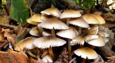 जंगली च्याउ खाँदा एकै परिवारका तीन बालबालिकाको मृत्यु
