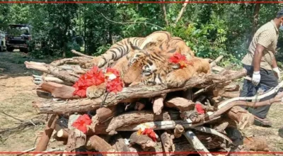 हुर्कँदै गरेका दुई डमरुकी आमा ‘डट्टी’को मृ-त्यु, वन्यजन्तु फोटोग्राफर शोकमा